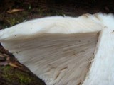 Pluteus petasatus image