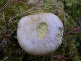 Suillus umbonatus image