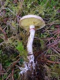 Suillus umbonatus image