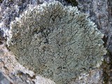 Parmelinopsis minarum image