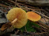 Gymnopilus penetrans image