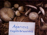 Agaricus cupreobrunneus image
