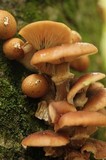 Armillaria solidipes image