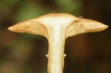 Armillaria solidipes image