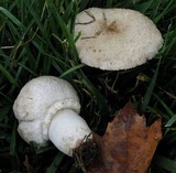 Leucoagaricus barssii image