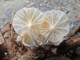 Hemimycena candida image