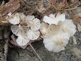 Hemimycena candida image