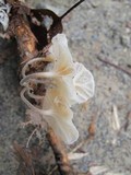 Hemimycena candida image