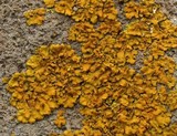 Oxneria fallax image
