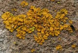 Oxneria fallax image