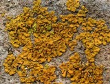 Oxneria fallax image