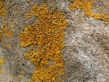 Oxneria fallax image