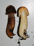Leucoagaricus americanus image