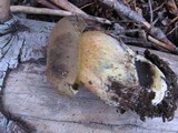 Boletus calopus var. frustosus image