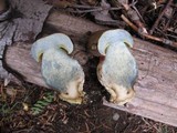 Boletus calopus var. frustosus image