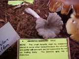 Amanita farinosa image