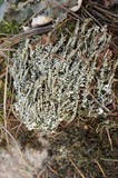 Cladonia scabriuscula image
