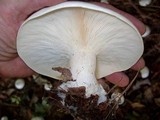 Clitocybe robusta image