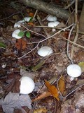 Clitocybe robusta image