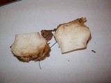 Clitocybe robusta image