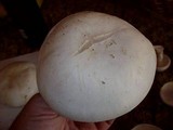 Clitocybe robusta image