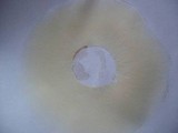 Clitocybe robusta image