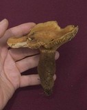 Tapinella atrotomentosa image