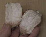 Entoloma abortivum image