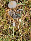 Parasola plicatilis image