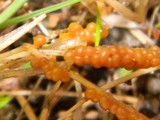 Physarum cinereum image