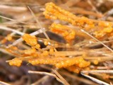Physarum cinereum image