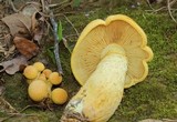 Phaeolepiota aurea image