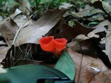 Sarcoscypha occidentalis image