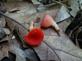 Sarcoscypha occidentalis image