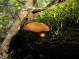 Tricholomopsis rutilans image