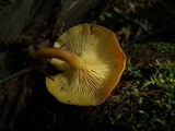 Tricholomopsis rutilans image