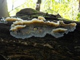 Merulius tremellosus image