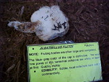 Albatrellus flettii image