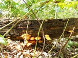 Gymnopilus luteus image