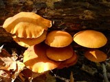 Gymnopilus luteus image