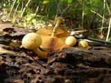 Gymnopilus luteus image
