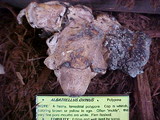 Albatrellus ovinus image