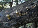 Gymnopilus luteus image