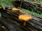Gymnopilus luteus image