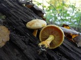 Gymnopilus luteus image