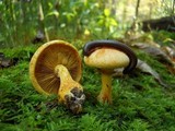 Gymnopilus luteus image
