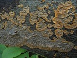 Phlebia radiata image