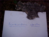Bjerkandera adusta image