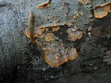 Phlebia radiata image