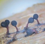 Trichia botrytis var. botrytis image